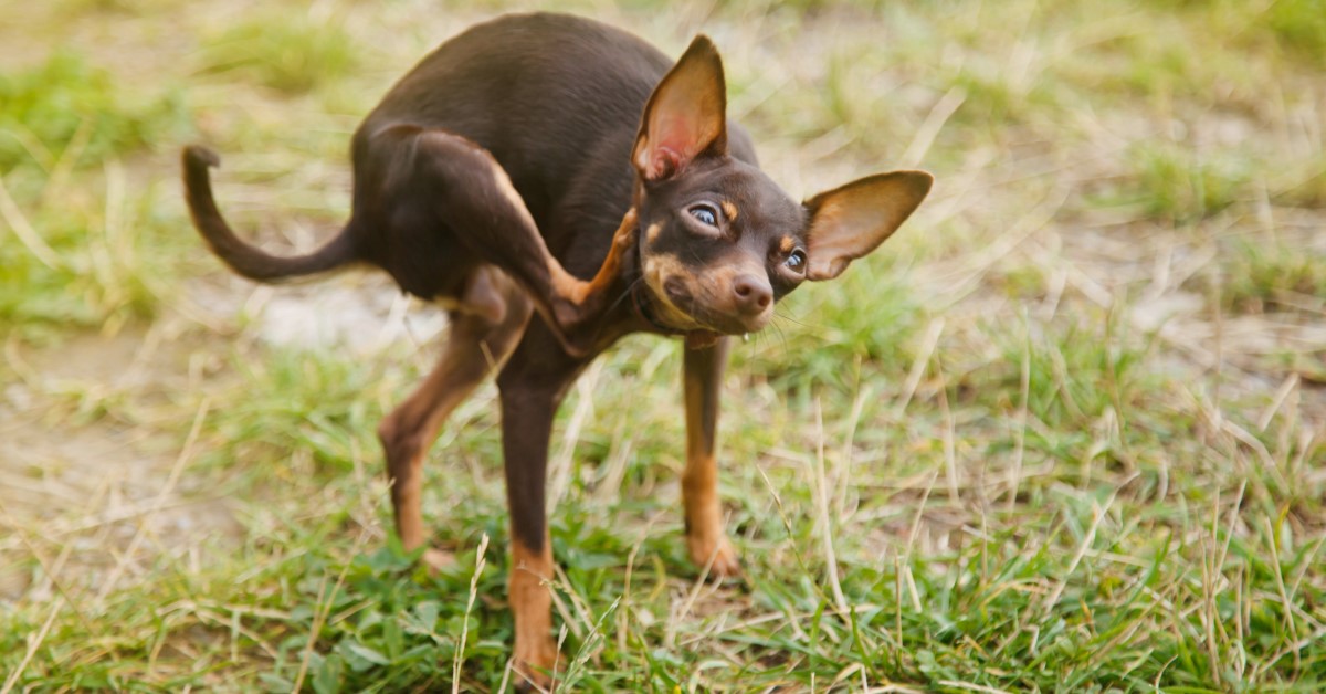 Why Is My Dog Scratching His Ears?